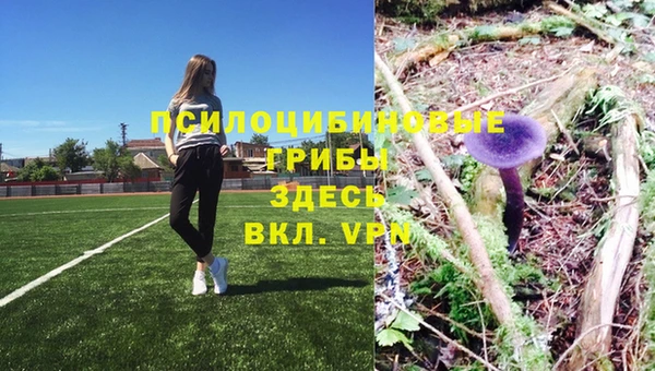 молекула духа Вяземский
